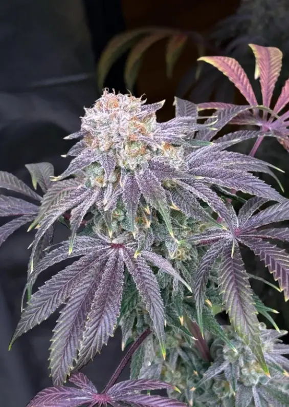 Lemon Mandarin — 4