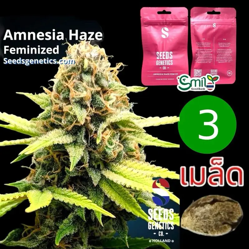 Amnesia Haze — 1