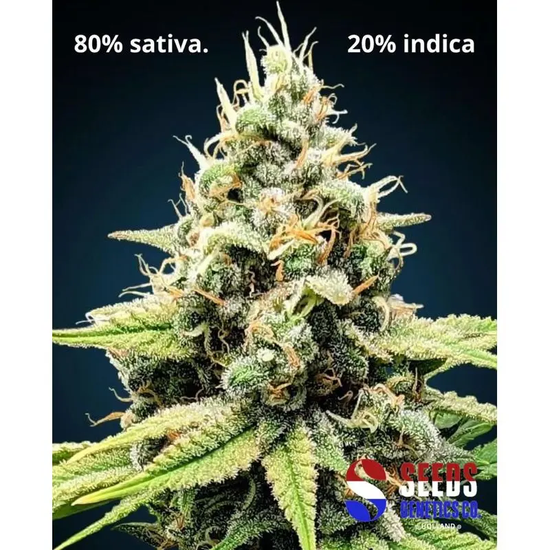 Amnesia Haze — 3