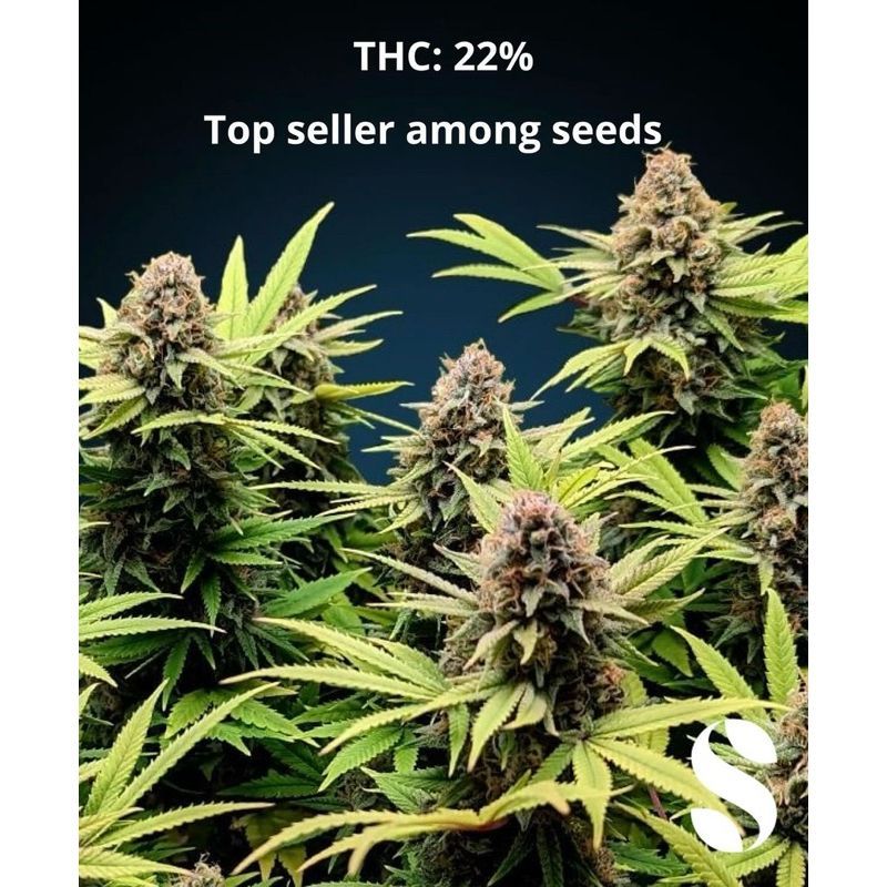 Amnesia Haze — 4