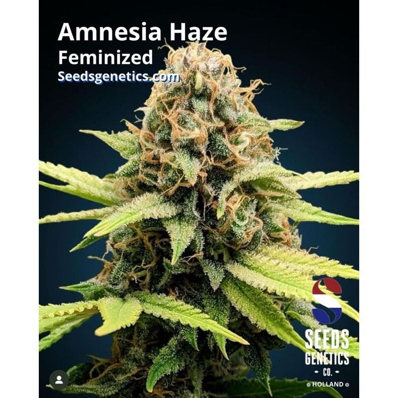 Amnesia Haze — 5