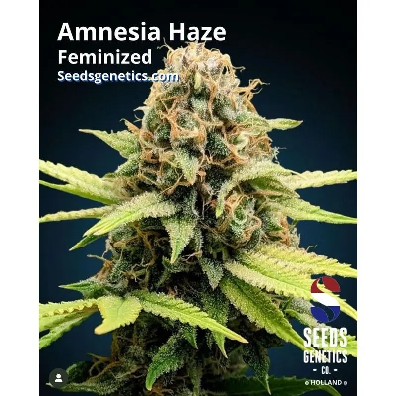 Amnesia Haze — 5