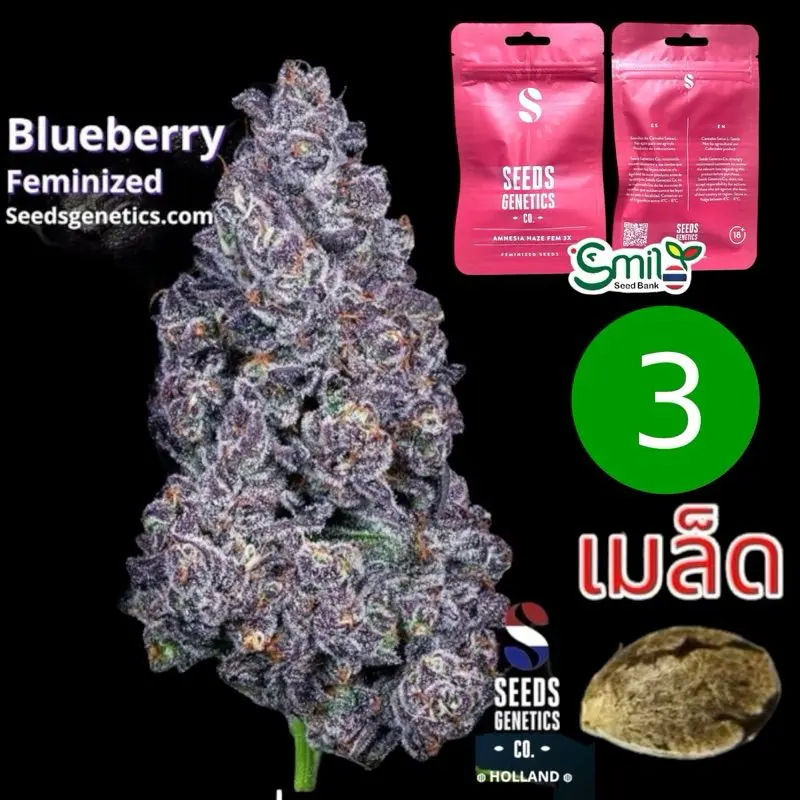 Blueberry — 1
