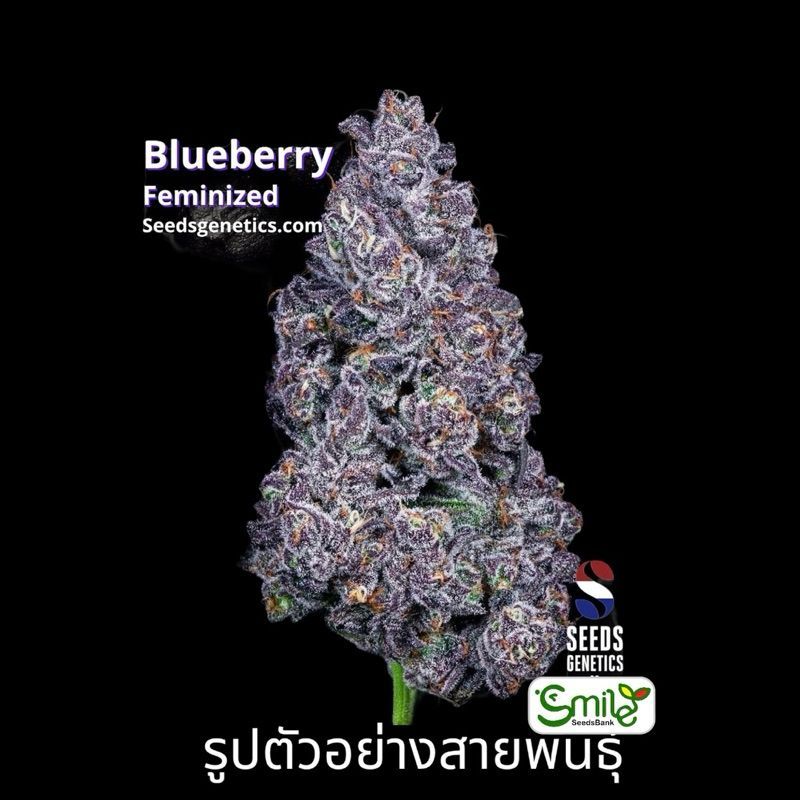 Blueberry — 3