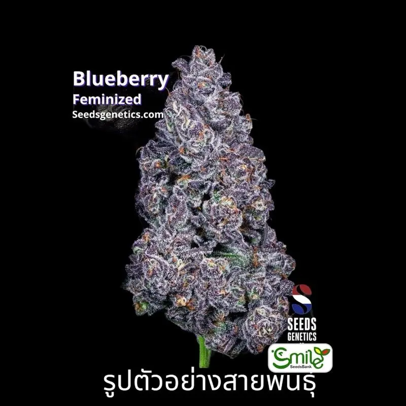 Blueberry — 3