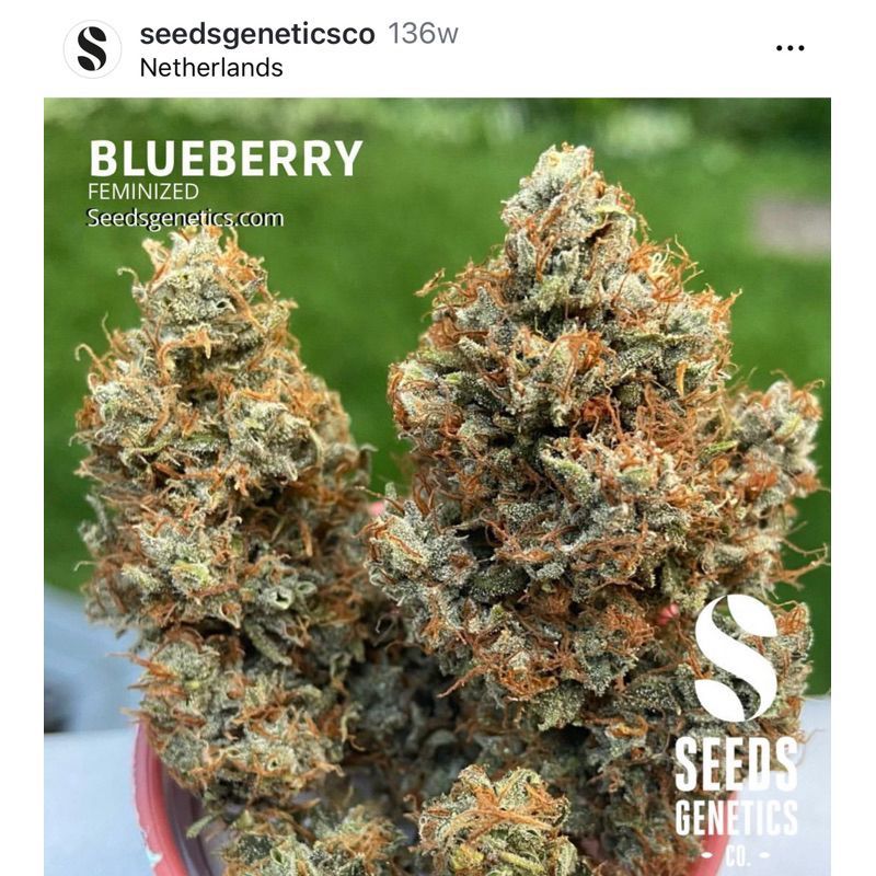 Blueberry — 5