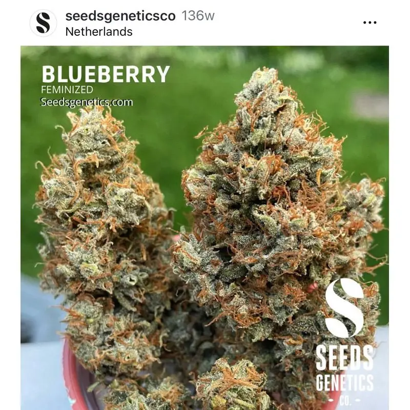 Blueberry — 5