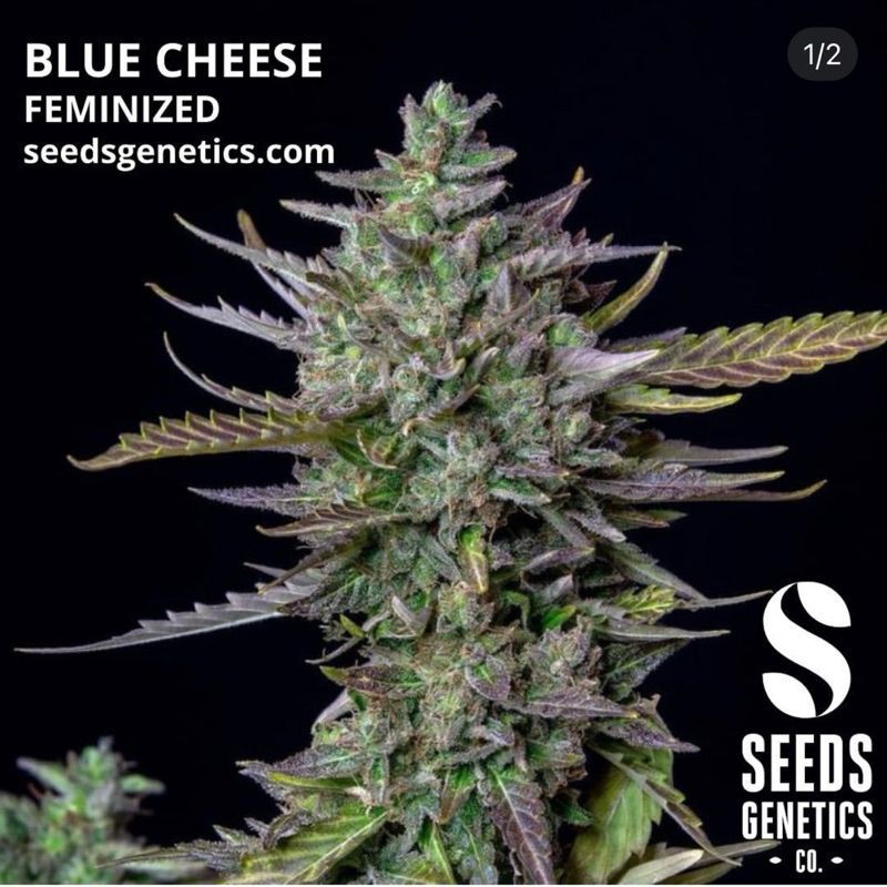 Blue Cheese — 2