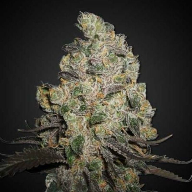 Blue Cheese — 4