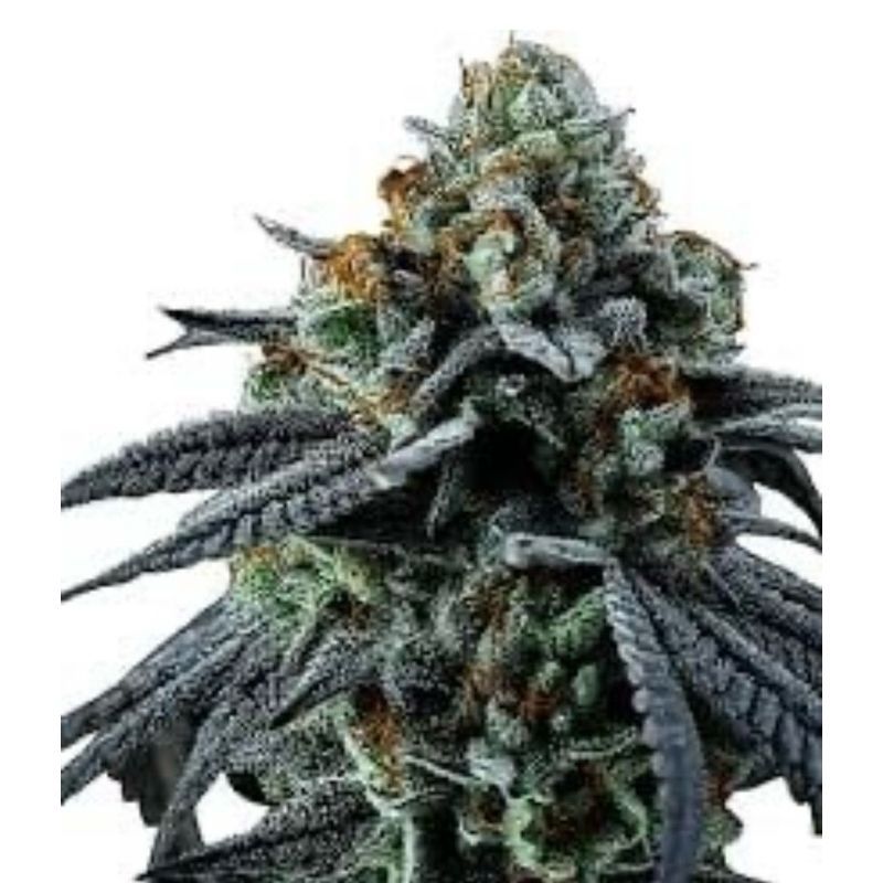 Blue Cheese — 5