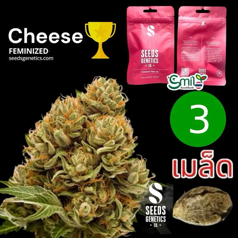 Cheese — 1