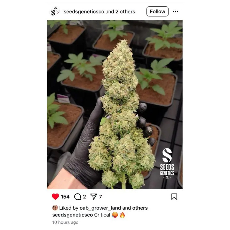 Critical 2.0 — 2