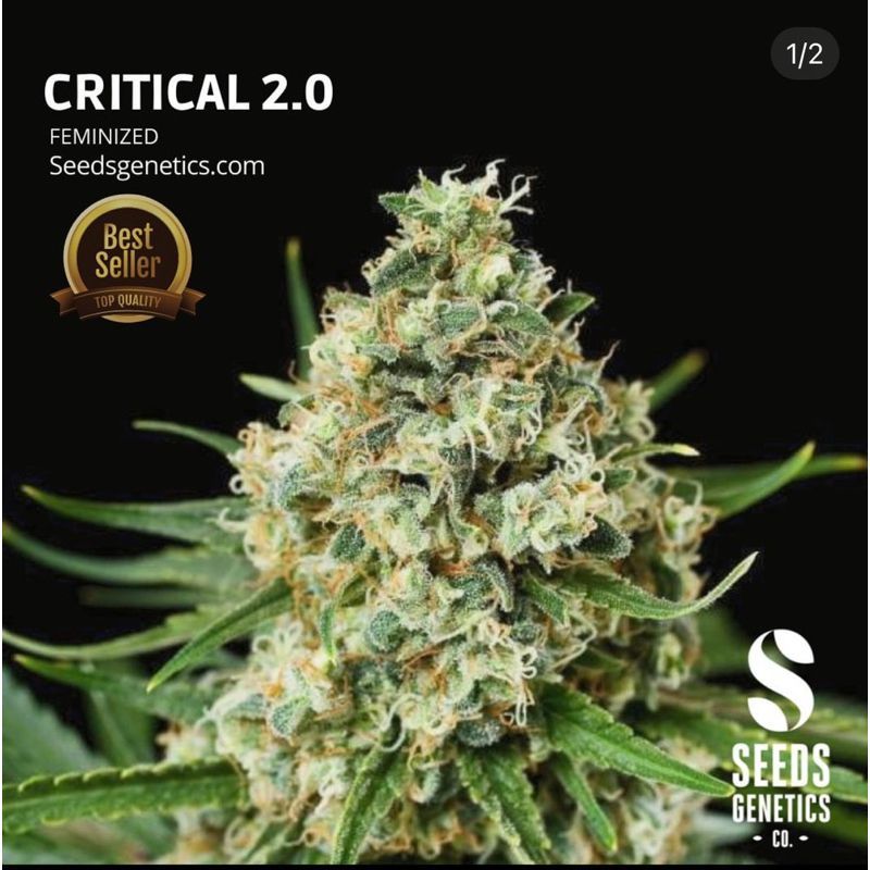 Critical 2.0 — 3