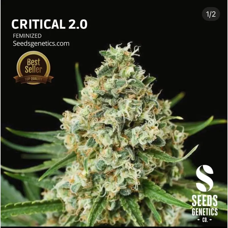 Critical 2.0 — 3