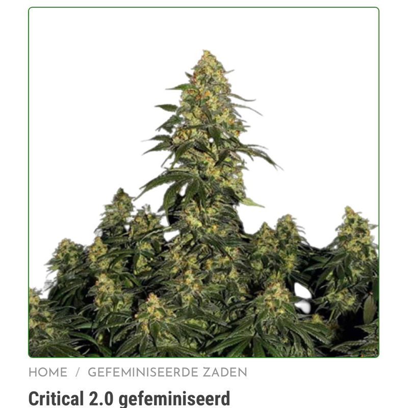 Critical 2.0 — 5