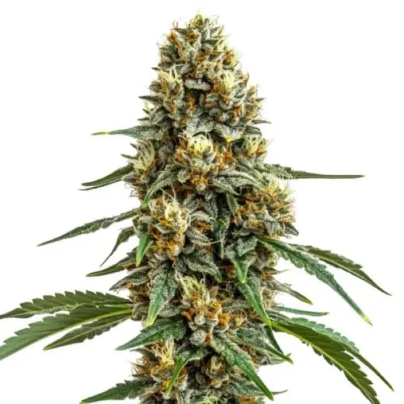 Durban — 2