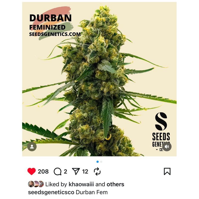 Durban — 3