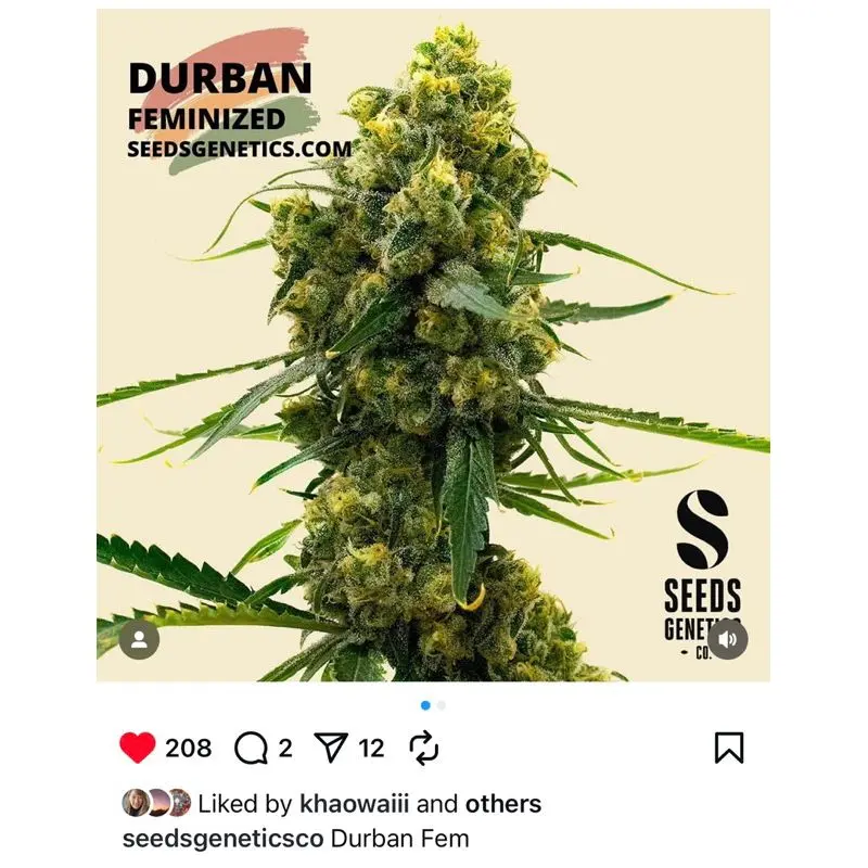 Durban — 3