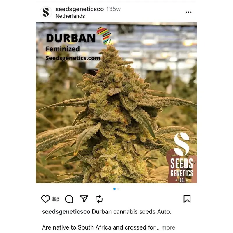 Durban — 4