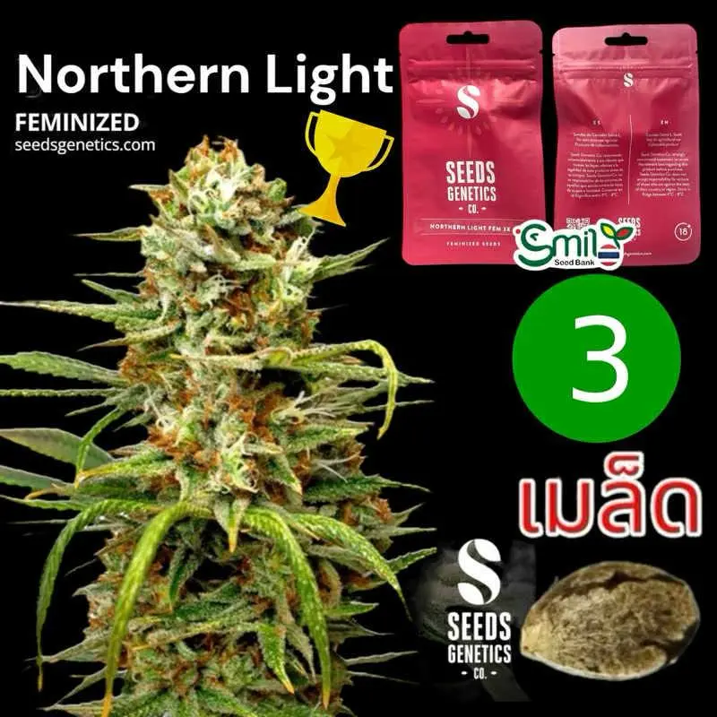 Northern Light — 1