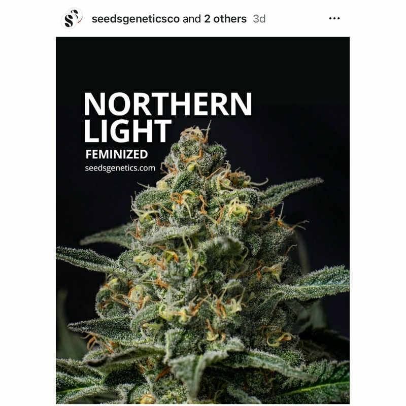 Northern Light — 2