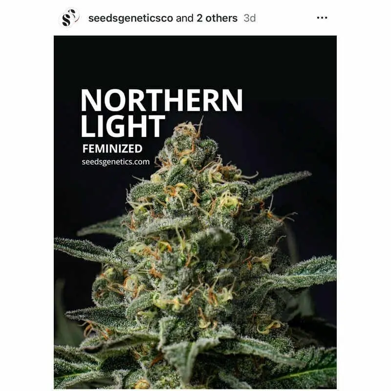 Northern Light — 2