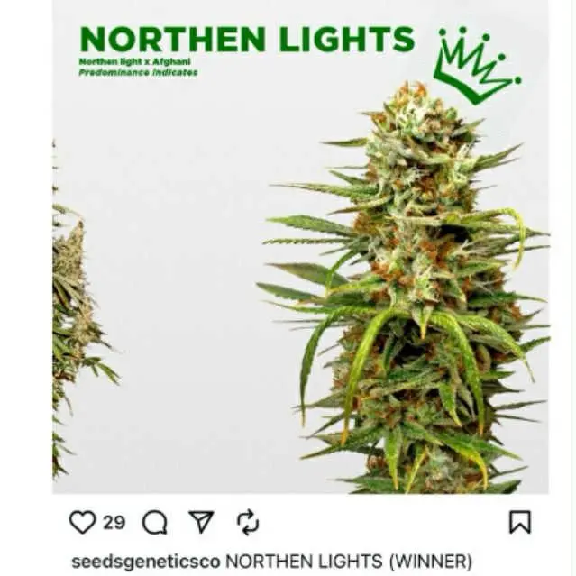 Northern Light — 3