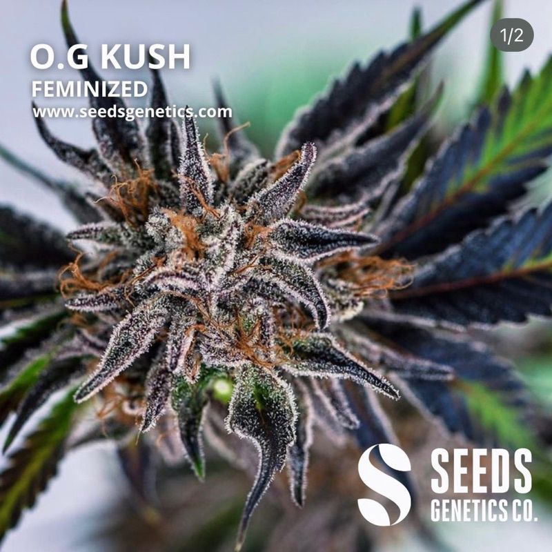 O.G. Kush — 4