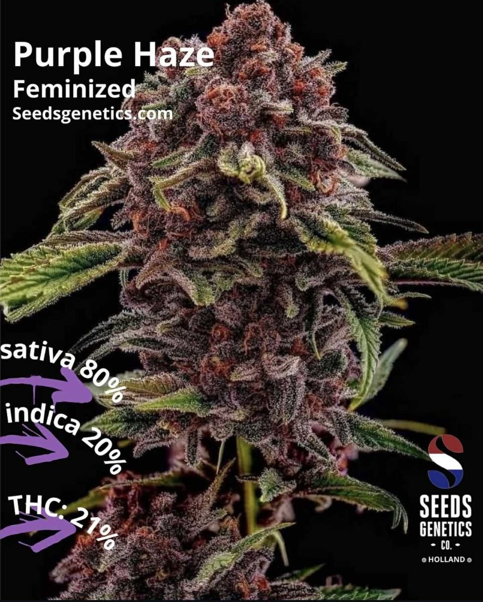 Purple Haze — 2