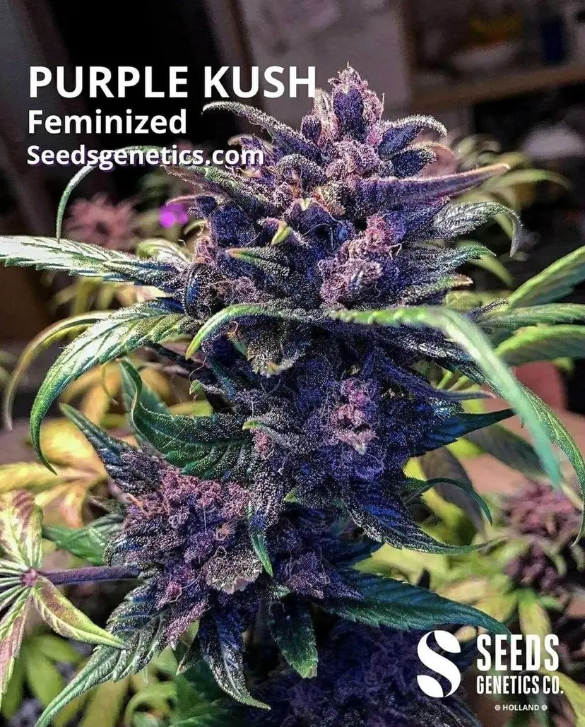 Purple Kush — 2