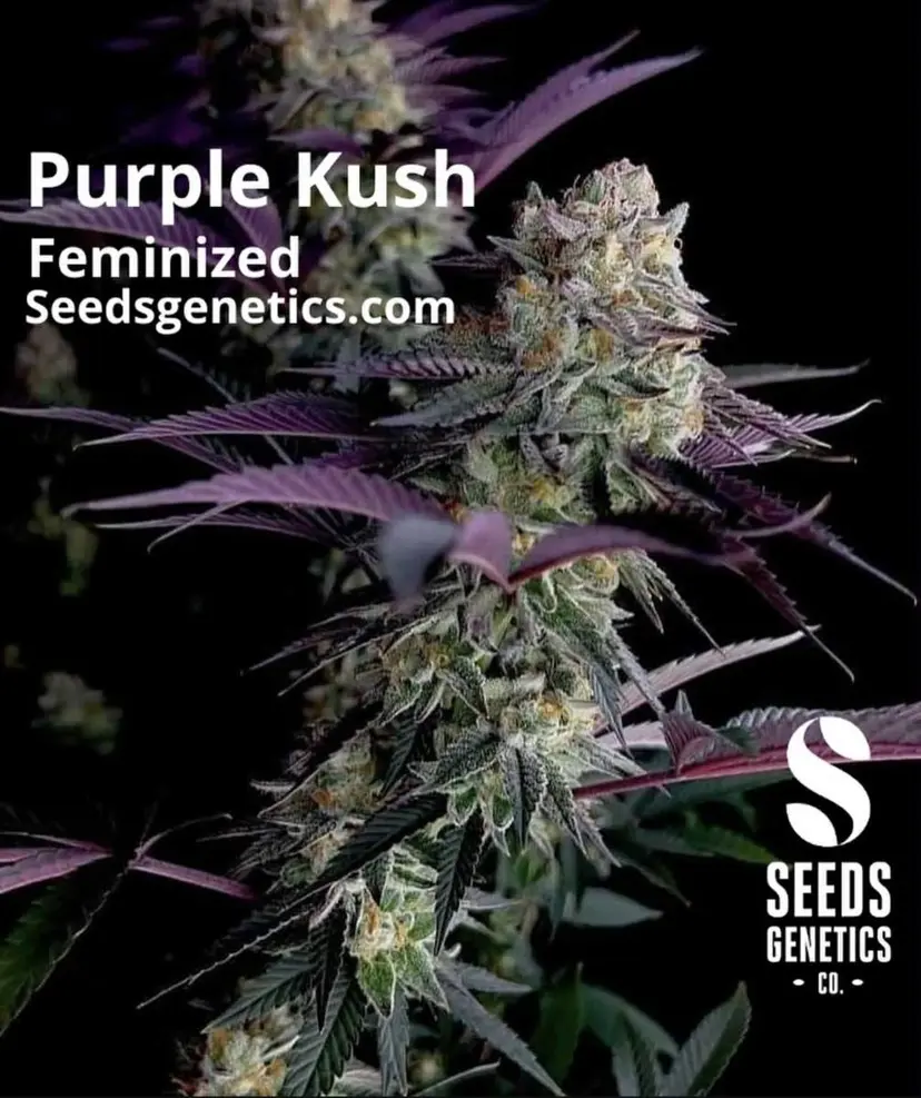 Purple Kush — 3