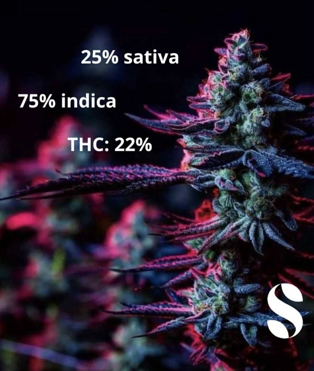Purple Kush — 4