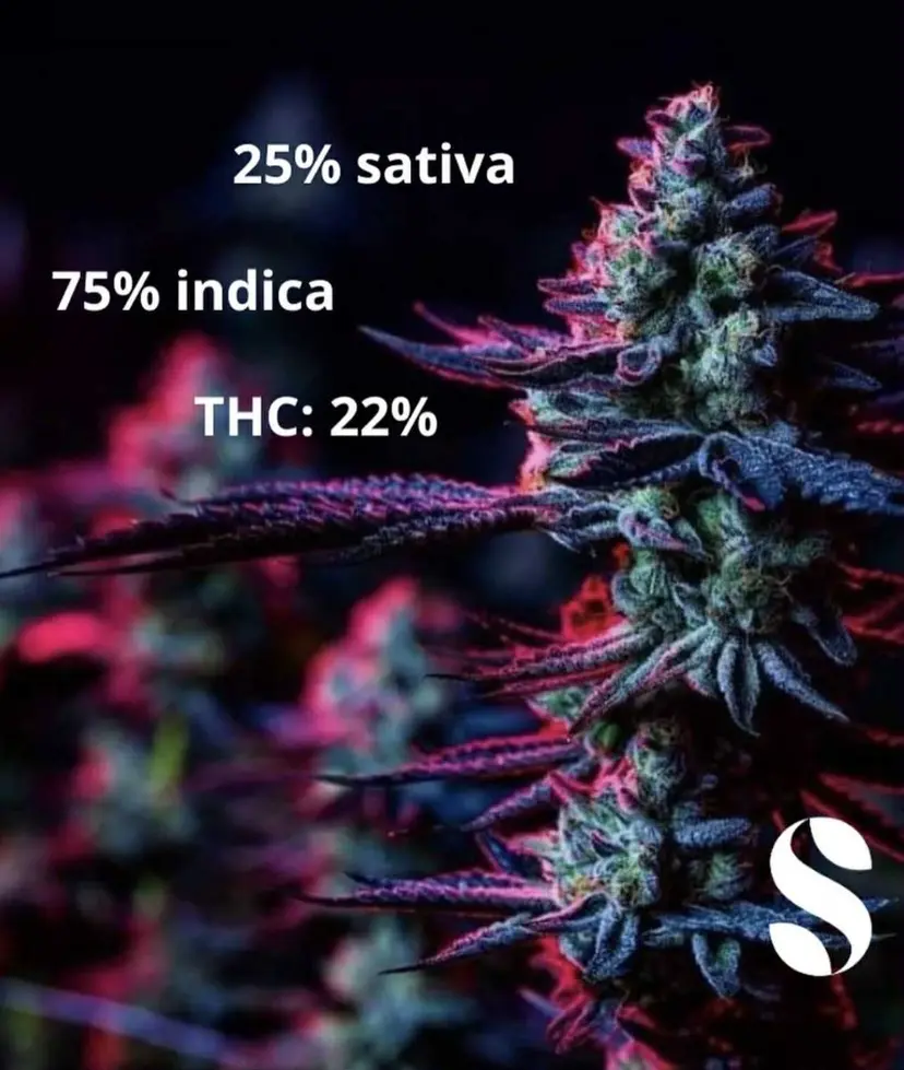 Purple Kush — 4