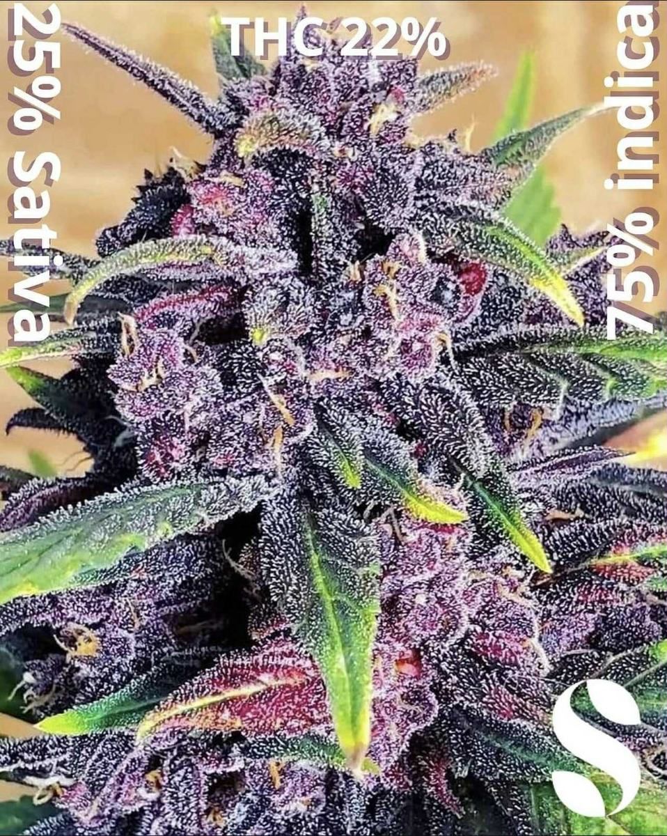 Purple Kush — 5