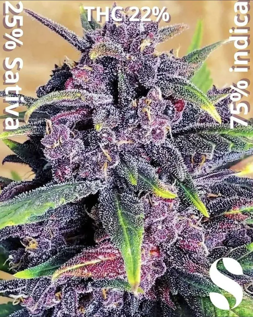 Purple Kush — 5