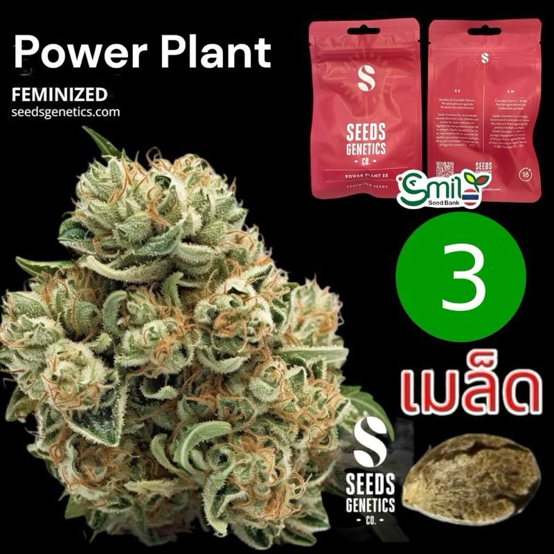 Power Plant