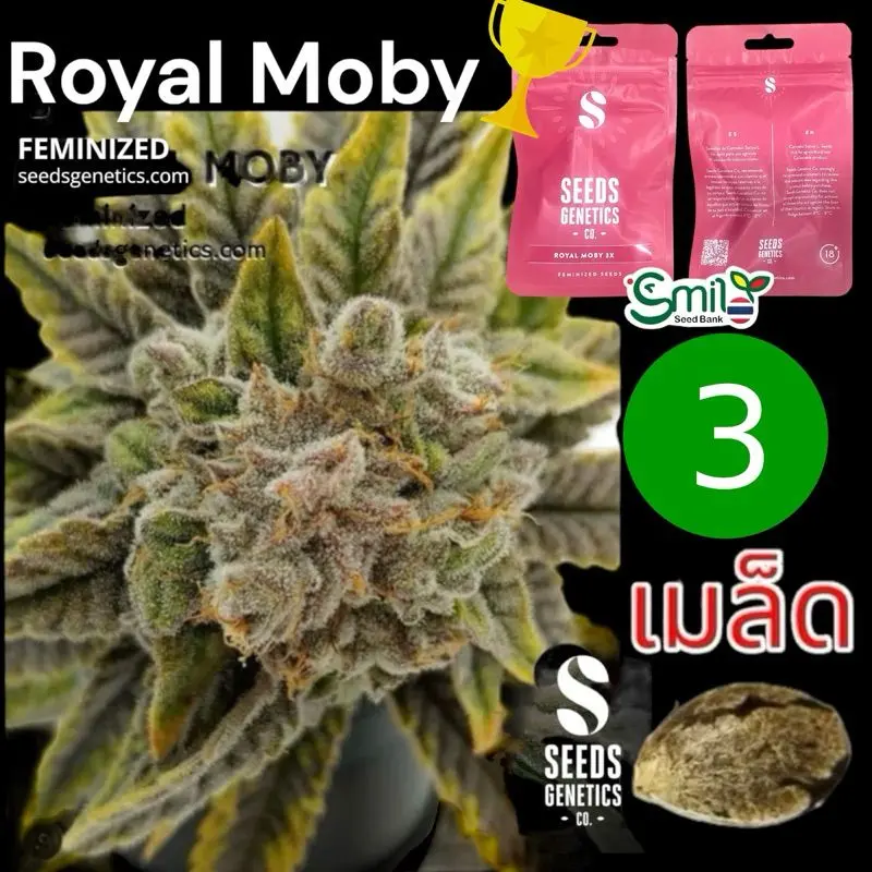 Royal Moby — 1