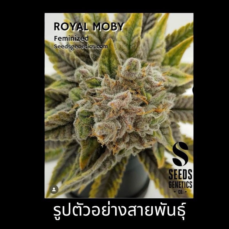 Royal Moby — 4