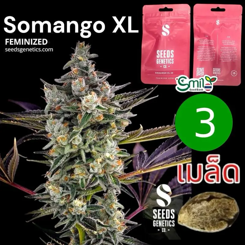 Somango XL — 1
