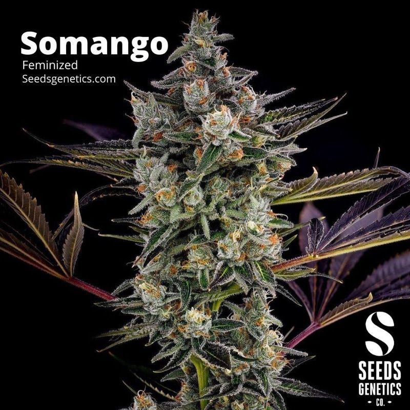 Somango XL — 2