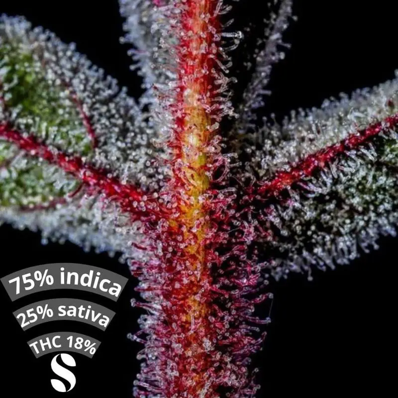 Somango XL — 3