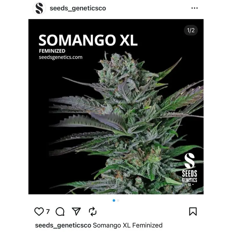 Somango XL — 4