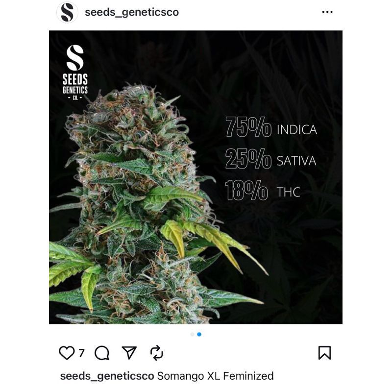 Somango XL — 5