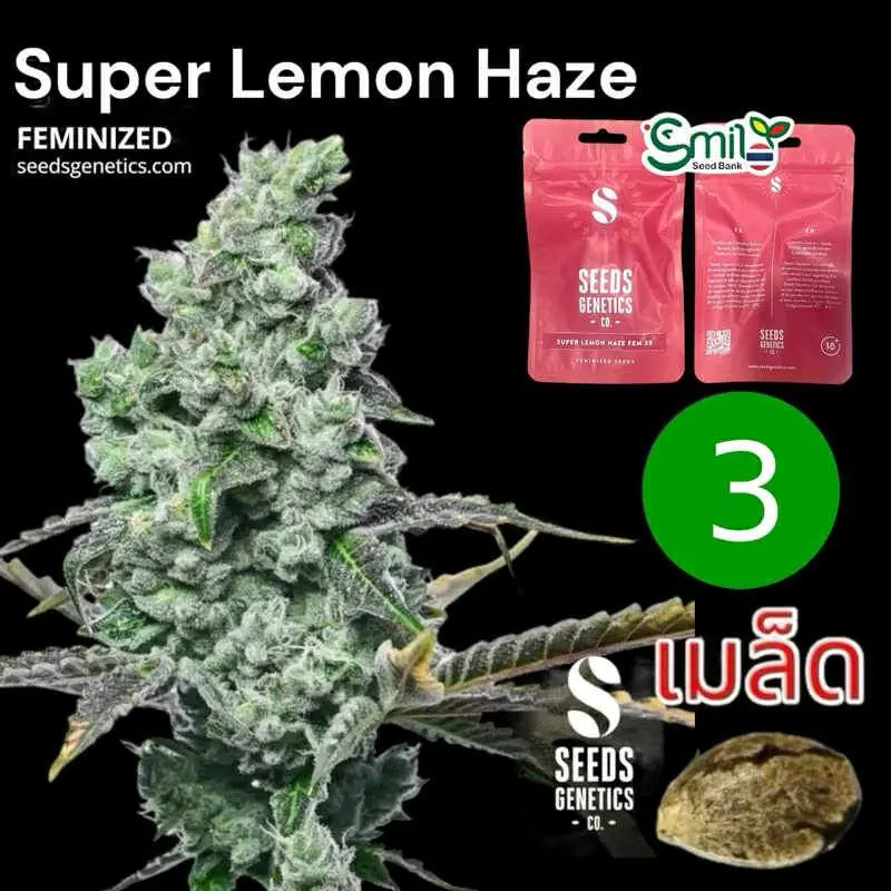 Super Lemon Haze — 1