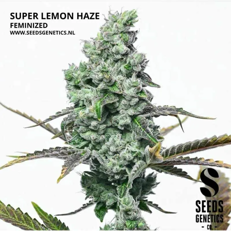 Super Lemon Haze — 2