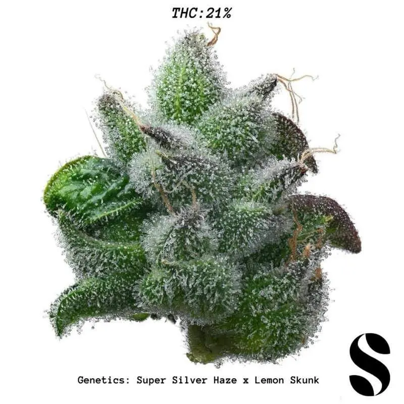 Super Lemon Haze — 3