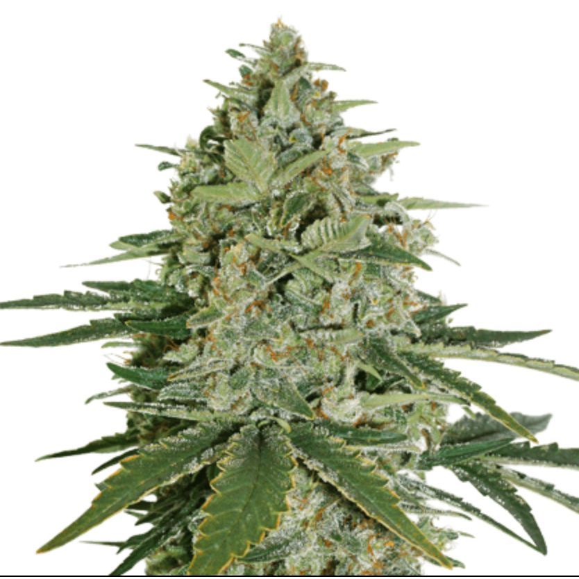 Super Skunk Feminized — 2
