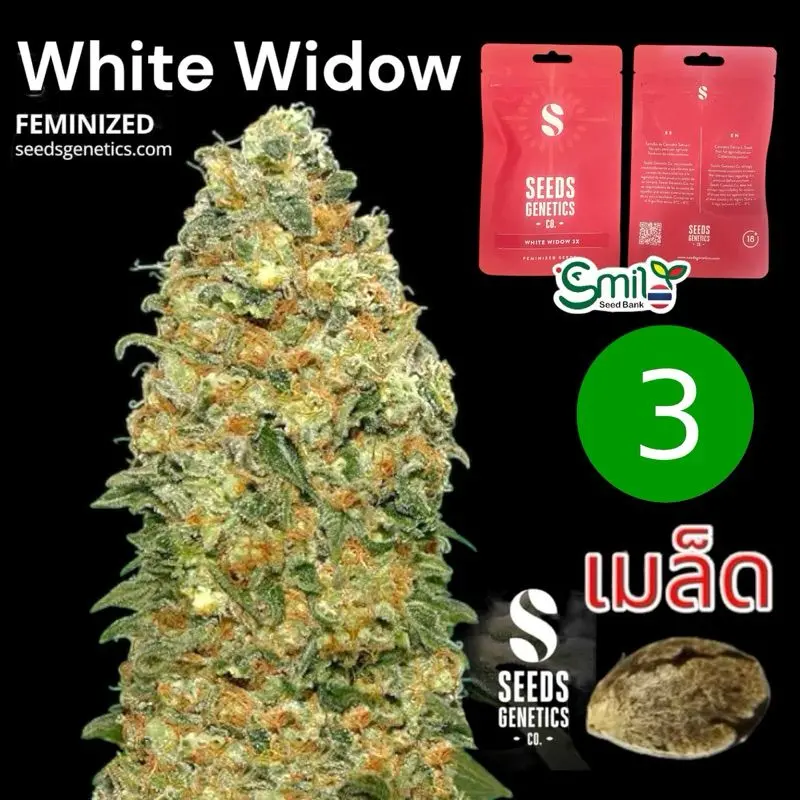 White Widow — 1