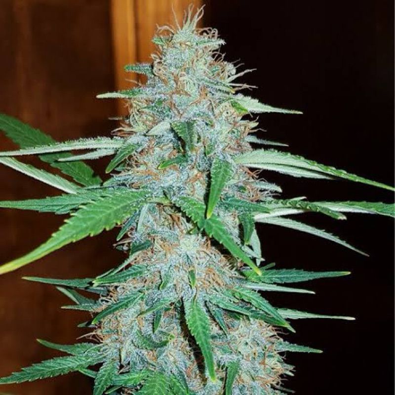 White Widow — 3