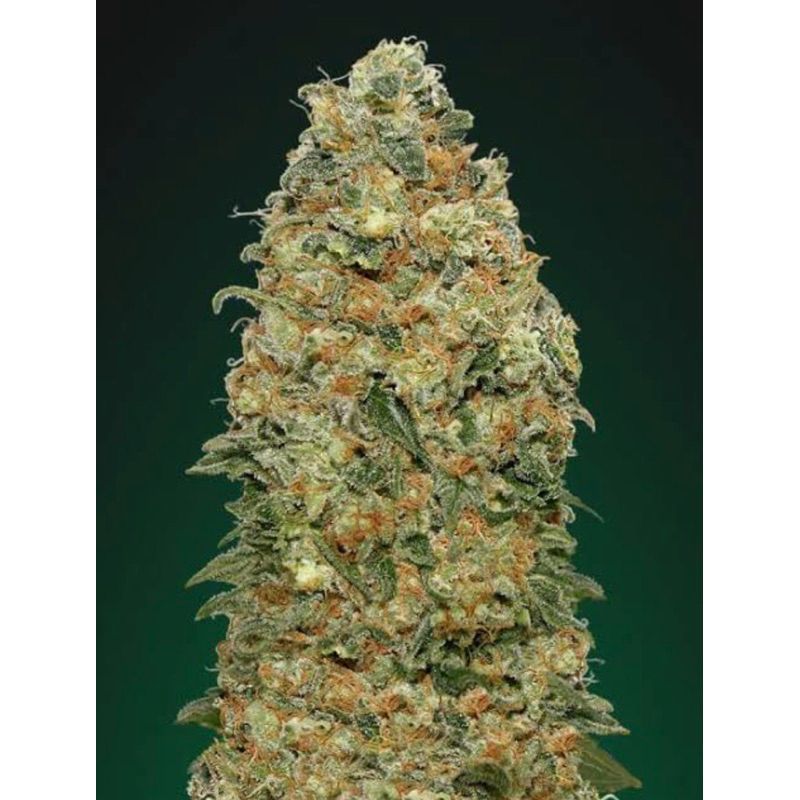 White Widow — 4
